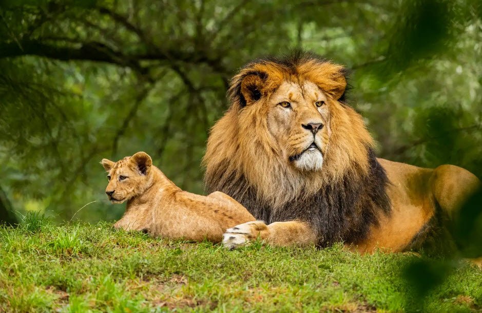 Girnar Wildlife Sanctuary, Junagadh, Gujarat - Vushii.com